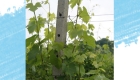 Essenze erbacee del vigneto