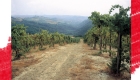 Lavorazioni in vigneto